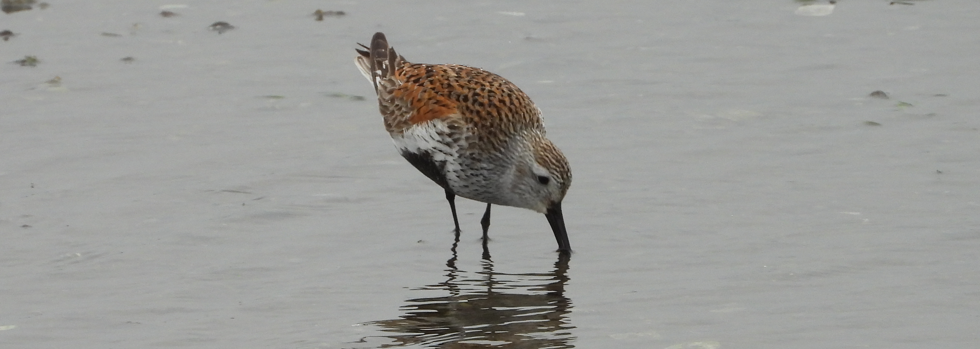 City Nature Challenge Outing to Centennial Beach with the Delta Naturalists, April 27, 2024