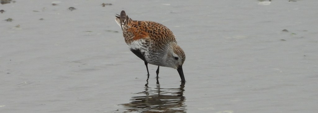 City Nature Challenge Outing to Centennial Beach with the Delta Naturalists, April 27,&nbsp;2024