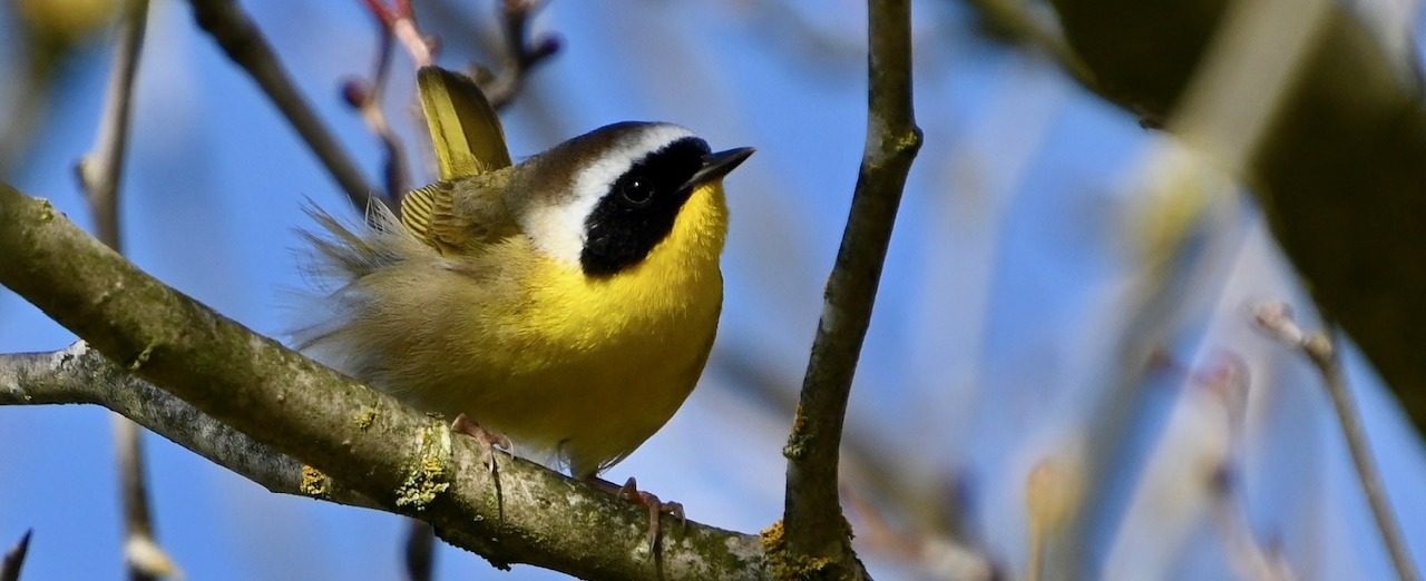 Delta Naturalists Outing to Brydon Lagoon & Hi-Knoll Park, April 16, 2024