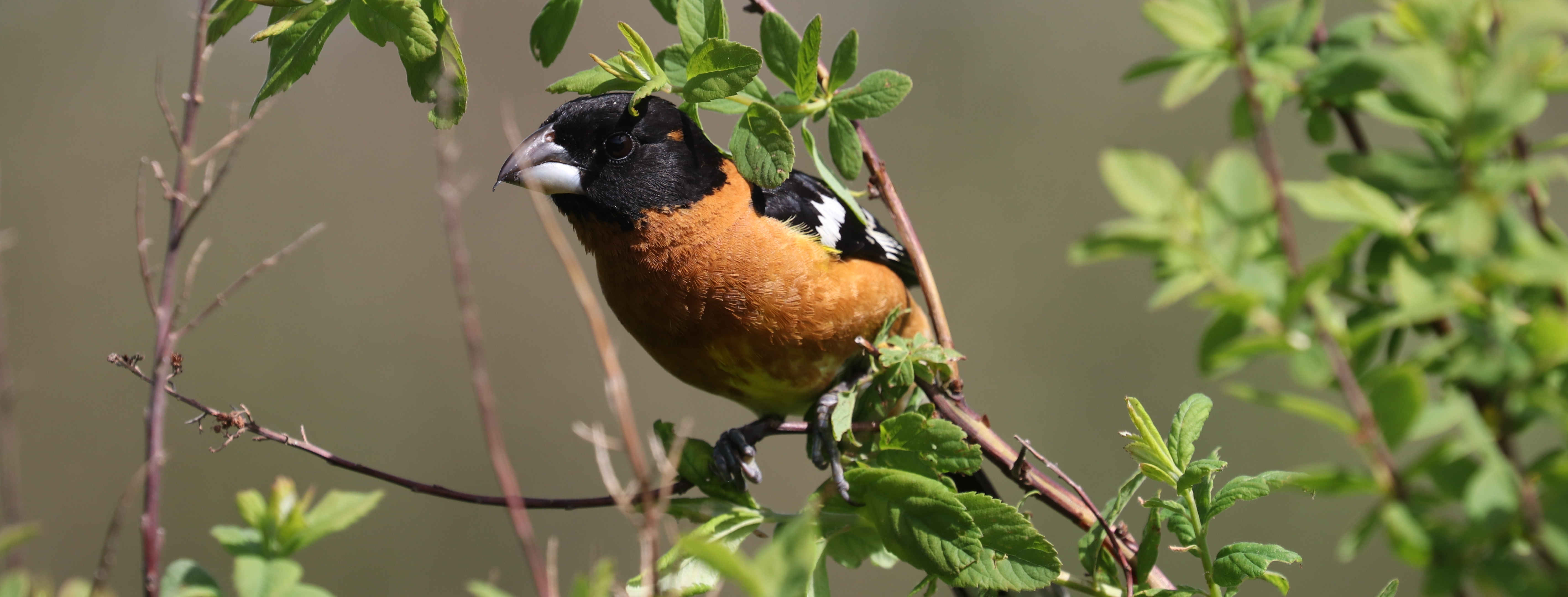 Delta Naturalists Outing to Campbell Valley Regional Park & Fergus Biodiversity Preserve, May 14, 2024
