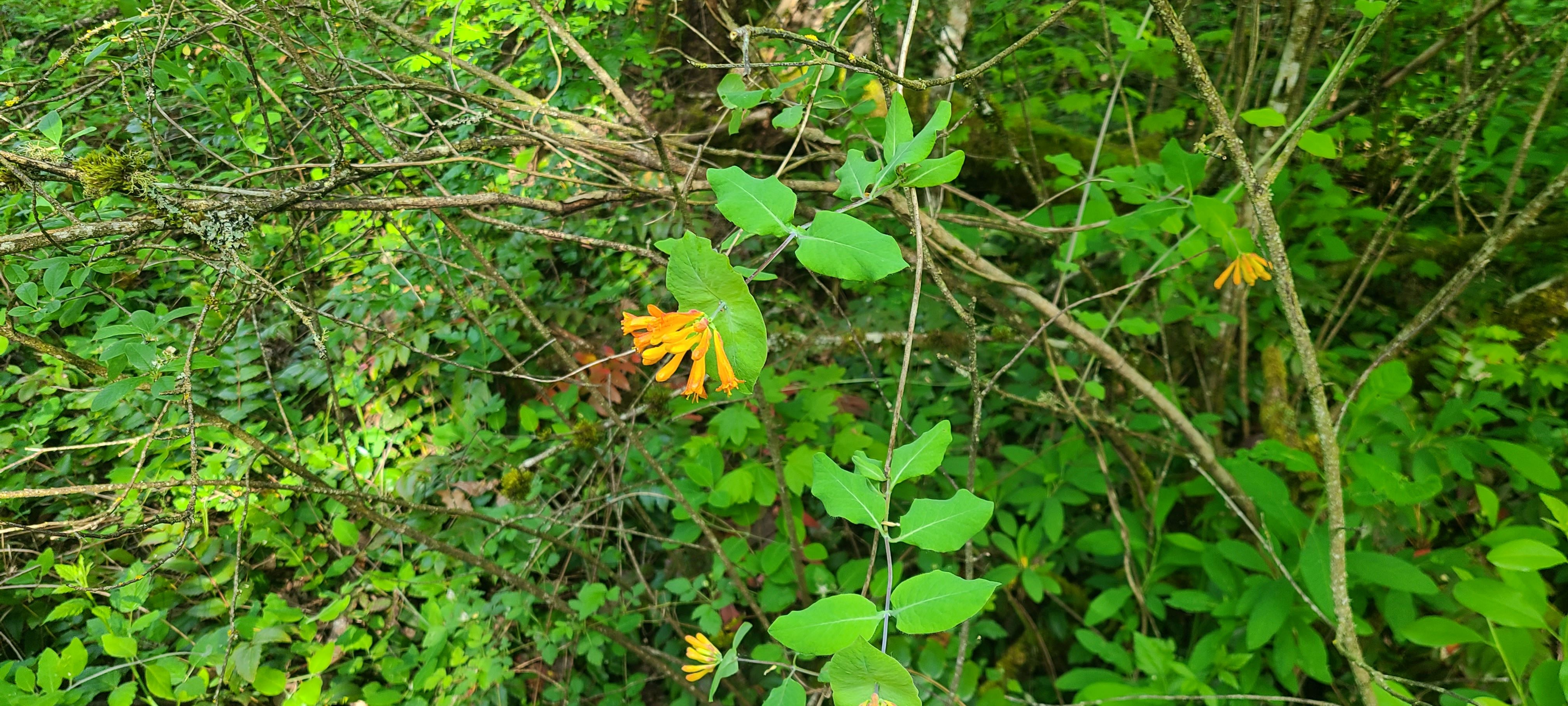 Delta Naturalists Outing to Campbell Valley Regional Park, May 15, 2024