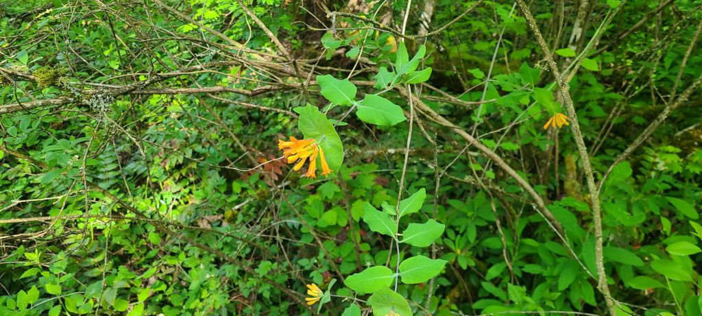 Delta Naturalists Outing to Campbell Valley Regional Park, May 15,&nbsp;2024