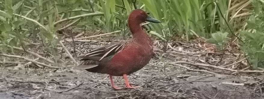 Delta Naturalists Outing to Serpentine Fen, May 4,&nbsp;2024
