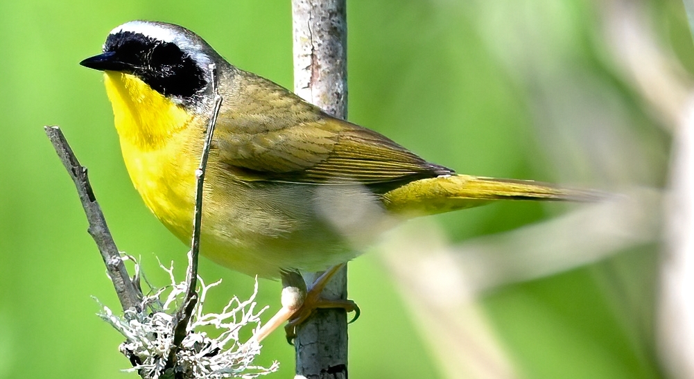 Delta Naturalists Outing to Joe Brown Park, May 8, 2024