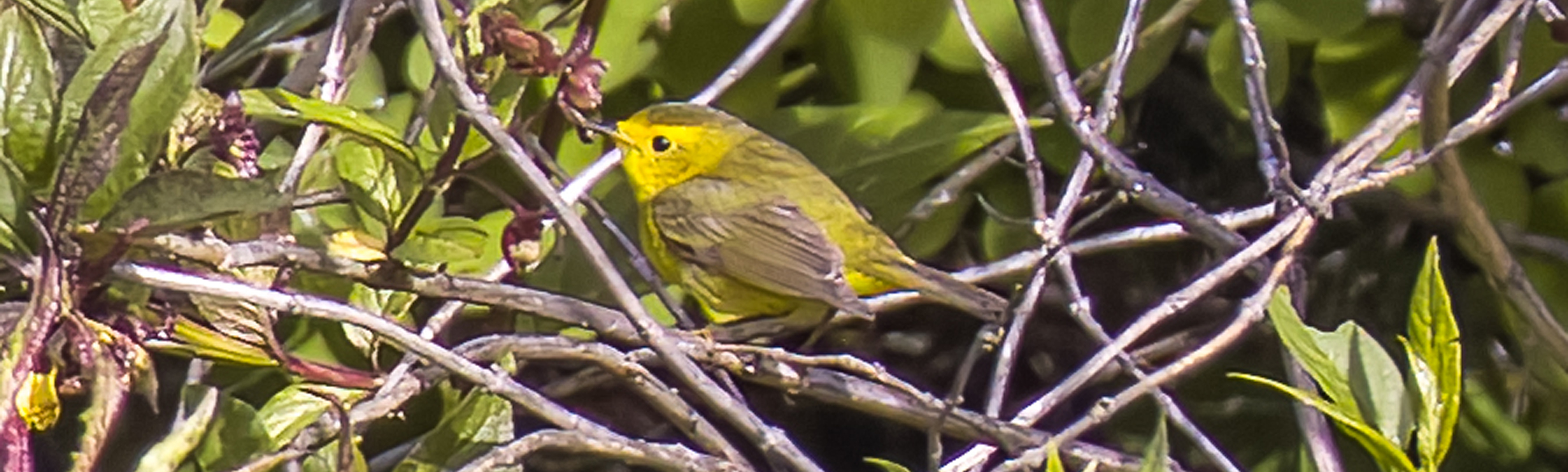 Delta Naturalists Outing to Ladner Harbour Park, May 22, 2024
