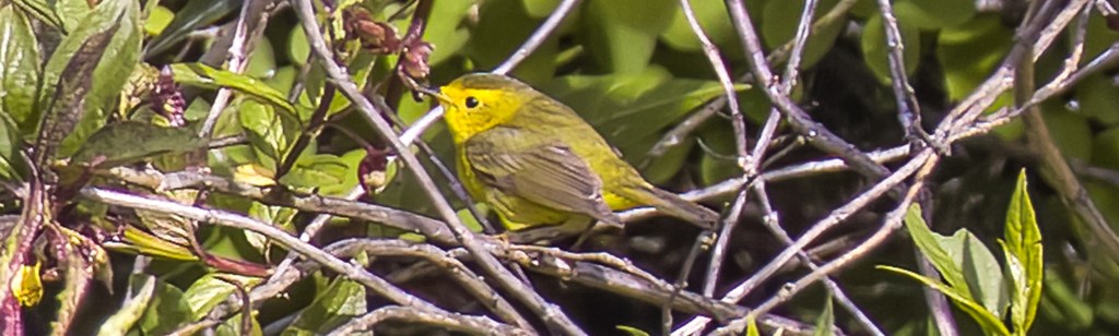 Delta Naturalists Outing to Ladner Harbour Park, May 22,&nbsp;2024