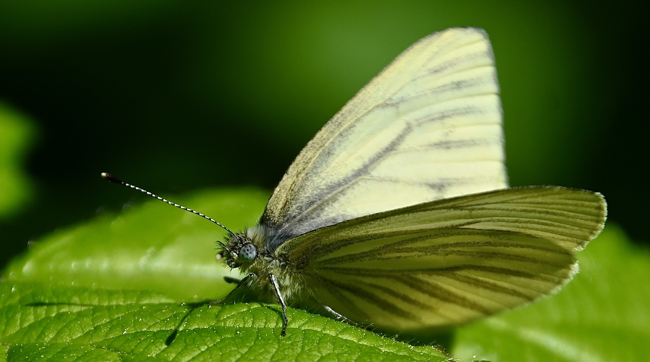 Delta Naturalists Outing to Joe Brown & Colebrook Parks, May 7, 2024