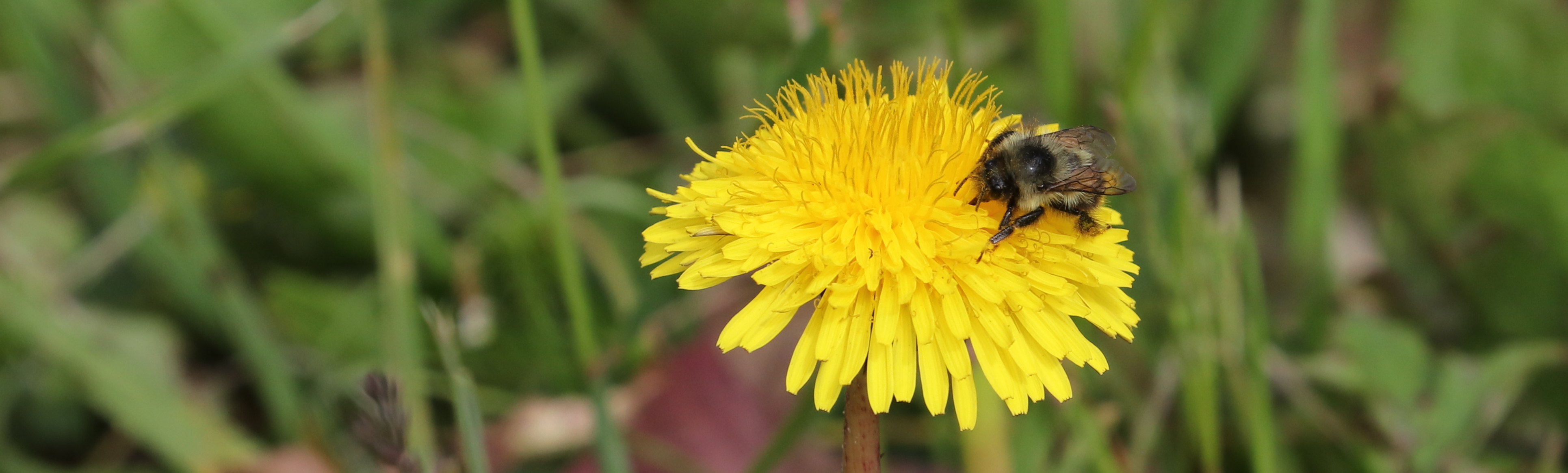 Delta Naturalists Outing to Colony Farm, June 5, 2024