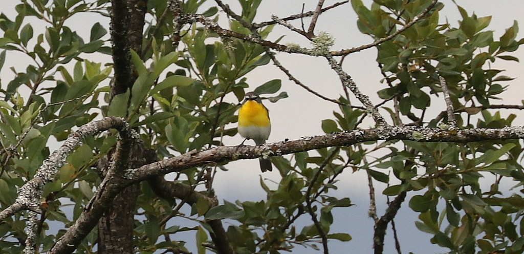 Delta Naturalists Outing to Sturgeon Slough, June 12,&nbsp;2024