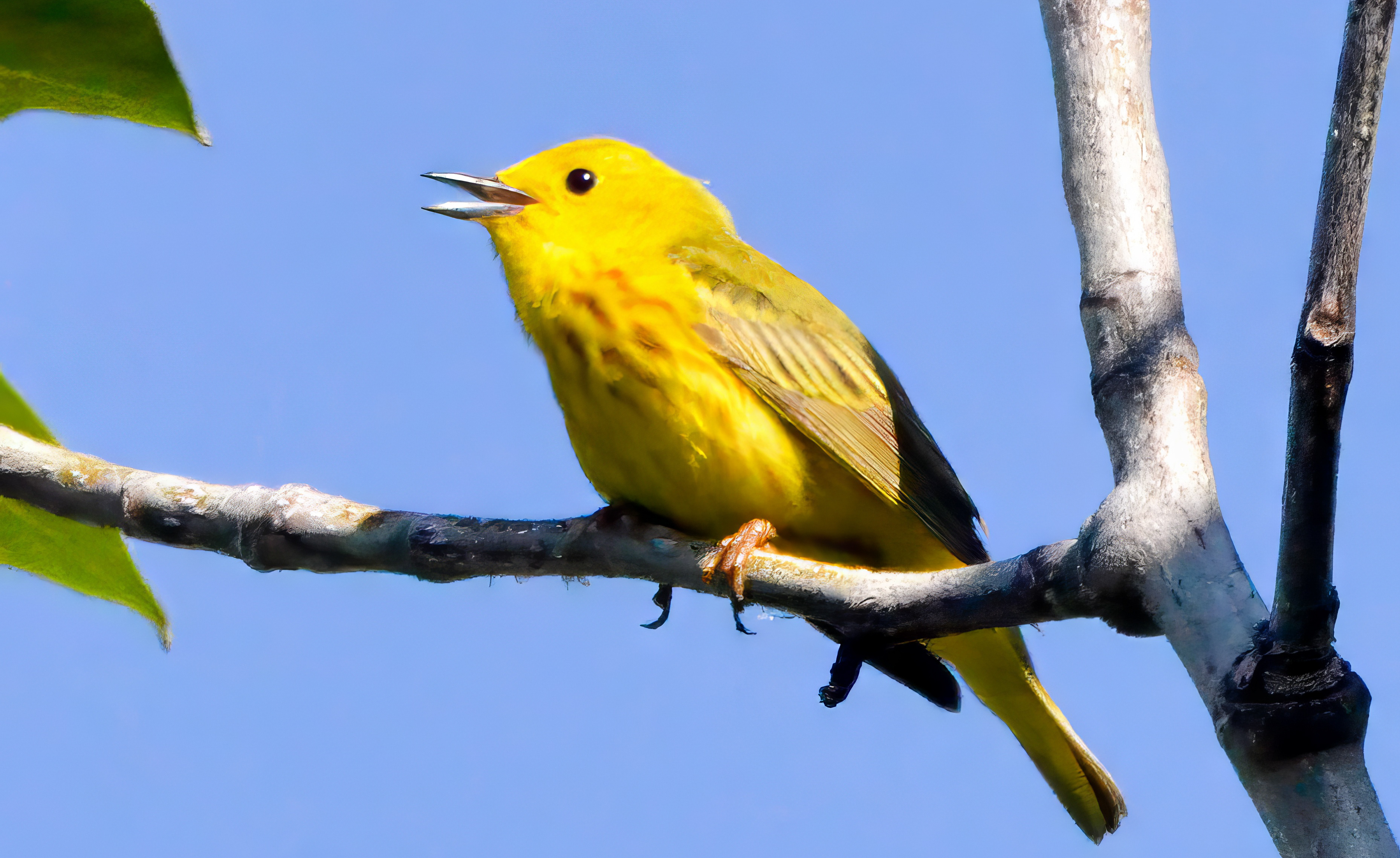 Delta Naturalists Outing to Jackman Wetlands, June 19, 2024