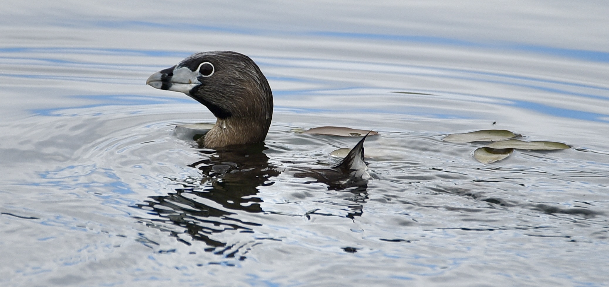Delta Naturalists Outing to Jackman Wetlands & Aldergrove Regional Park, June 18, 2024