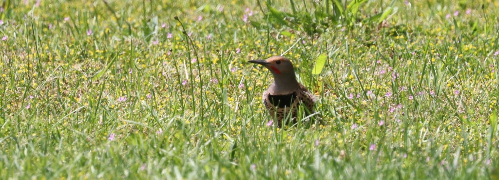 Delta Naturalists Outing to Cypress Provincial Park, July 2,&nbsp;2024