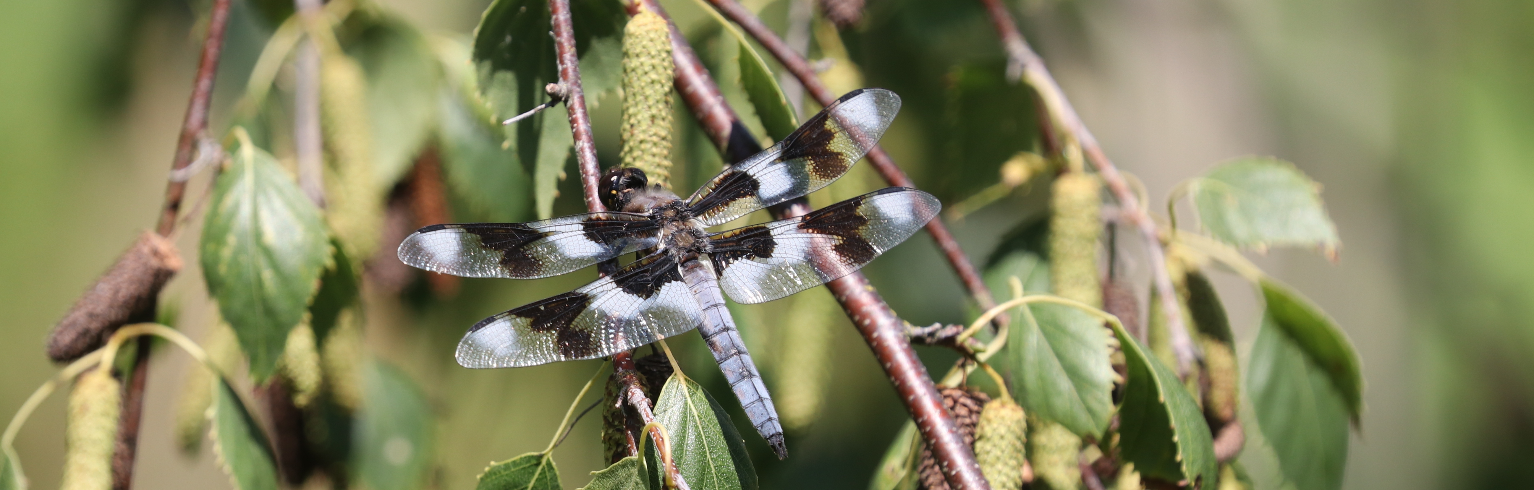 Delta Naturalists Outing to Alaksen National Wildlife Area, July 17, 2024