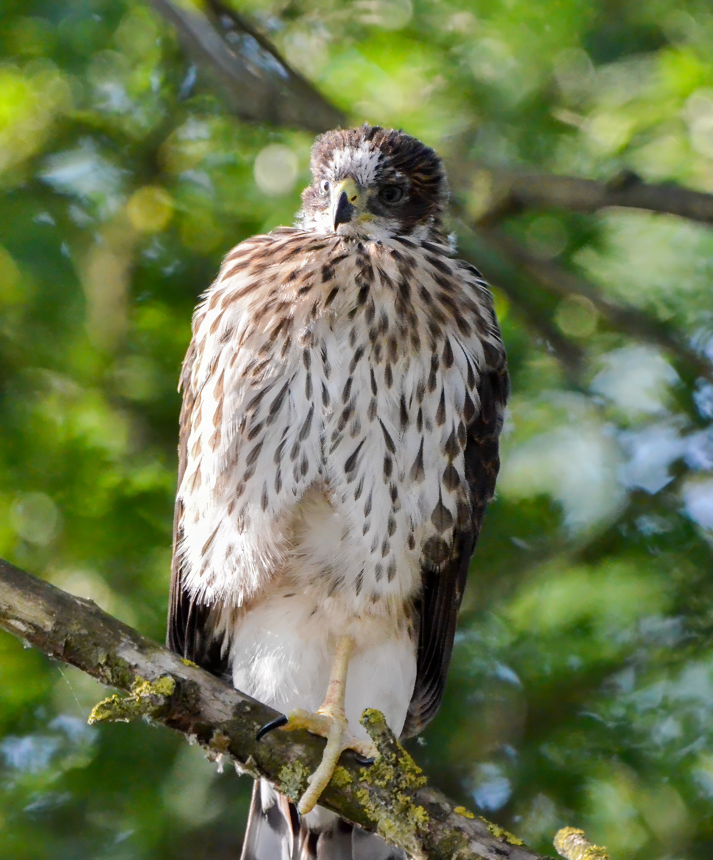 Delta Naturalists Outing to the North 40, July 10, 2024