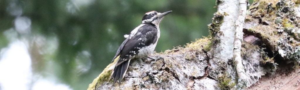 Delta Naturalists Outing to Campbell Valley Regional Park, August 6,&nbsp;2024