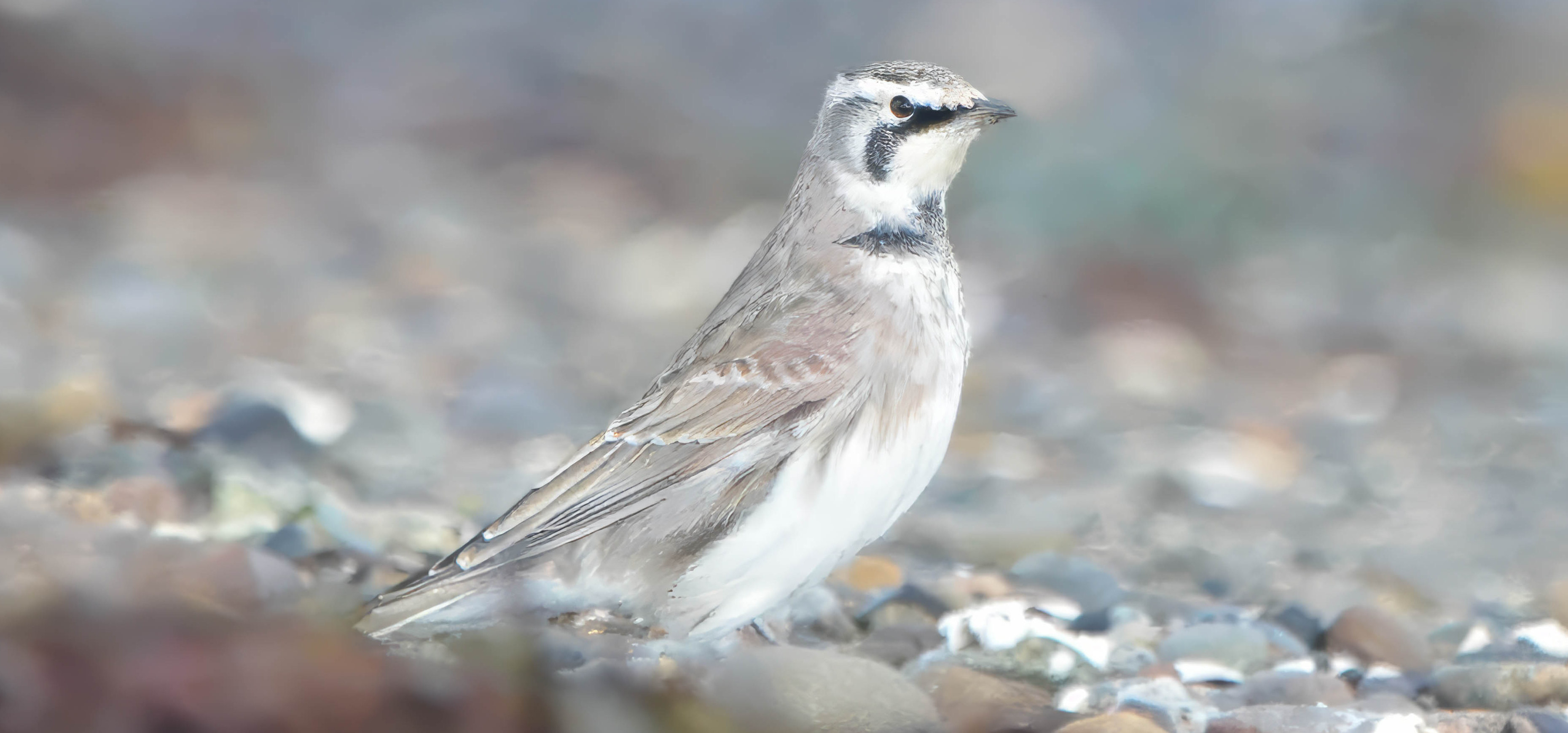 Delta Naturalists Outing to Blackie Spit, August 28, 2024