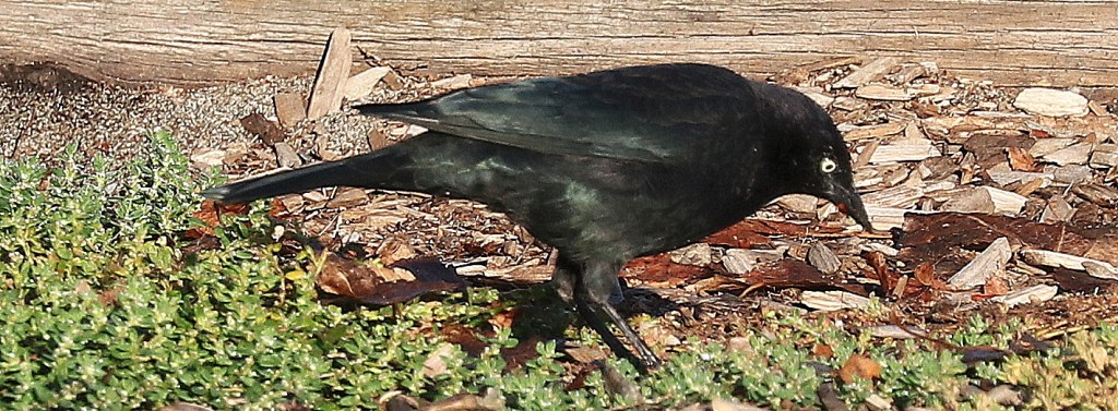 Delta Naturalists Outing to Centennial Beach, September 24,&nbsp;2024