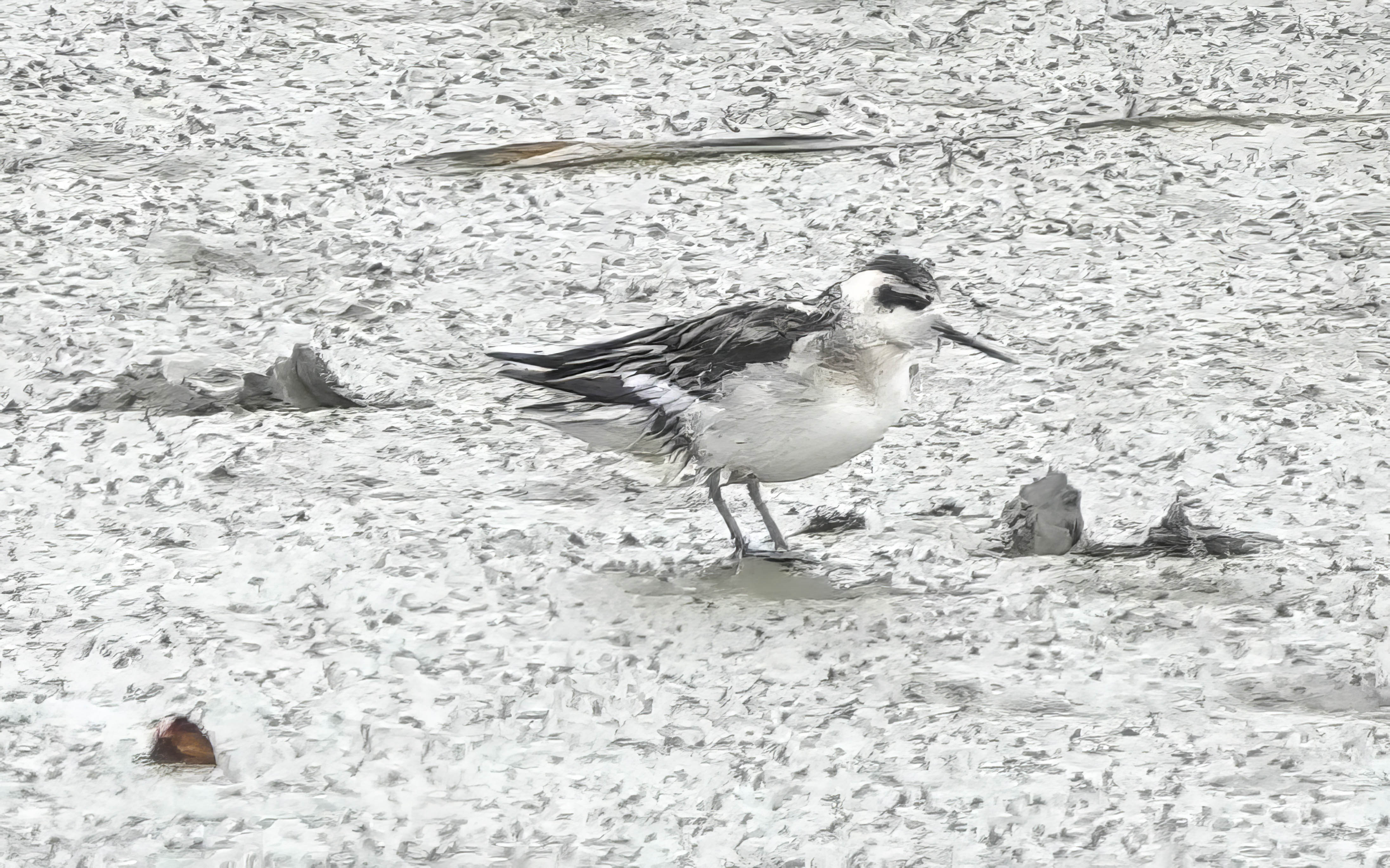 Delta Naturalists Outing to Tsawwassen Ferry Causeway and Reifel, September 11, 2024