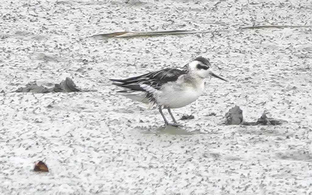 Delta Naturalists Outing to Tsawwassen Ferry Causeway and Reifel, September 11,&nbsp;2024