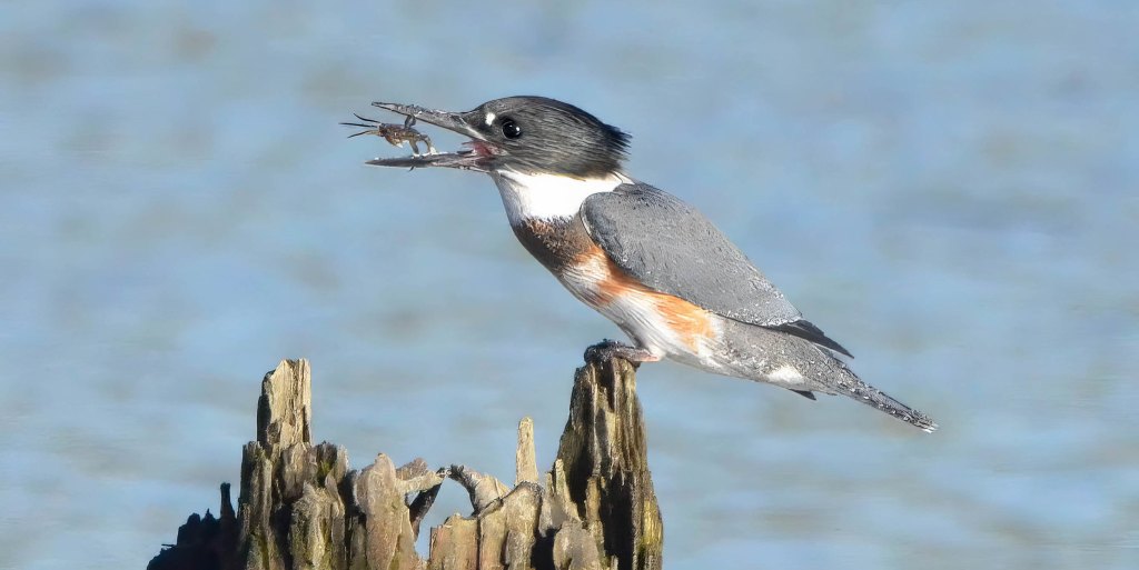 Delta Naturalists Outing to Serpentine Fen, September 18,&nbsp;2024