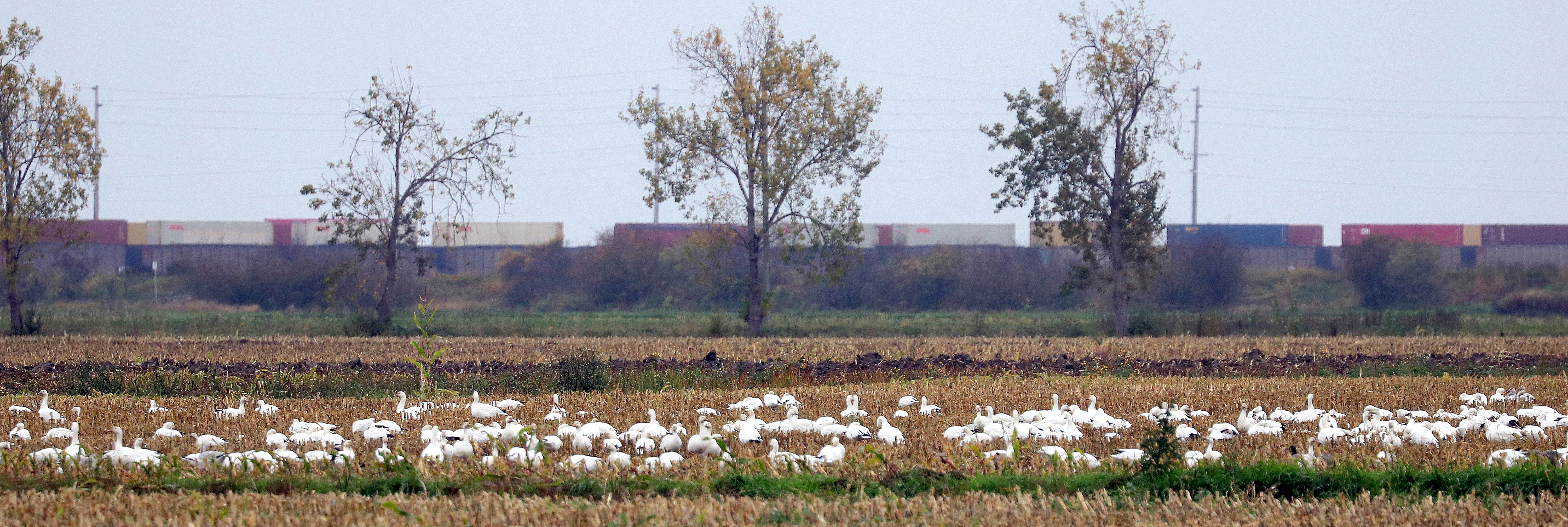 Delta Naturalists Outing to Brunswick Point, October 8, 2024