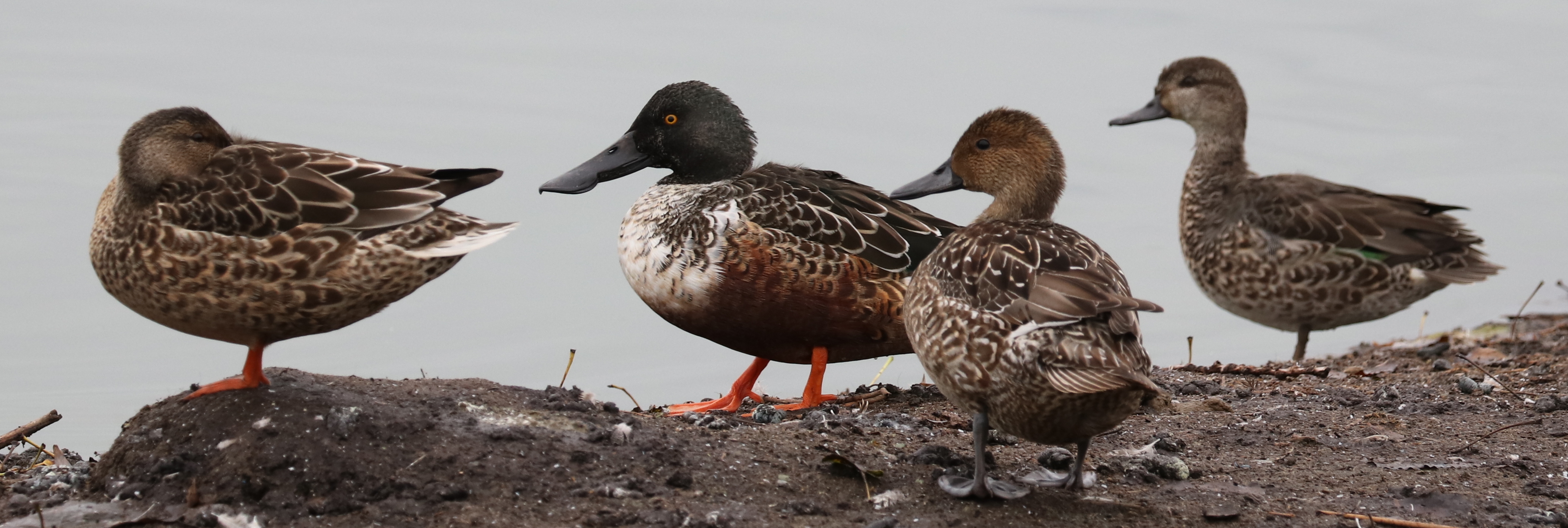 Delta Naturalists Outing to Iona Beach Regional Park, October 15, 2024