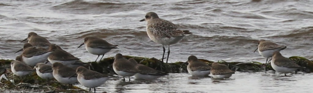 Delta Naturalists Outing to Boundary Bay at 104th, October 22,&nbsp;2024