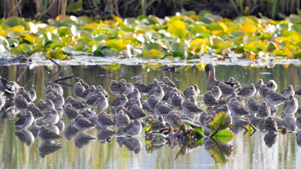 Delta Naturalists Outing to Burnaby Lake Regional Park, October 2,&nbsp;2024