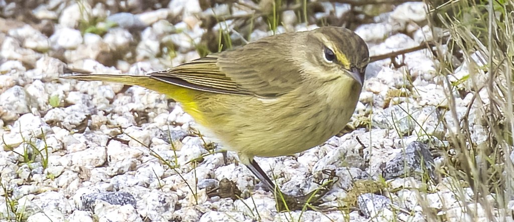 Delta Naturalists Outing to Brunswick Point, October 9,&nbsp;2024