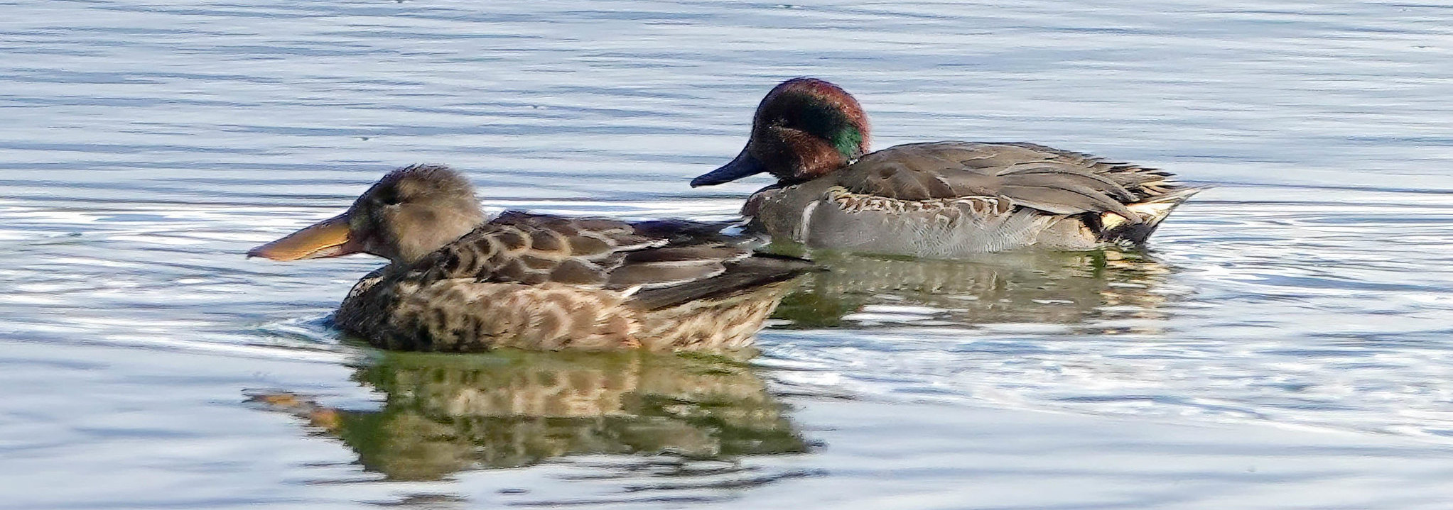 Delta Naturalists Outing to Iona Beach Regional Park, October 16, 2024