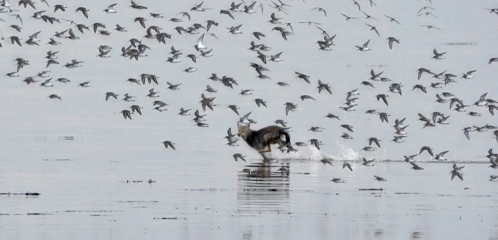 Delta Naturalists Outing to Boundary Bay at 104th, October 23,&nbsp;2024