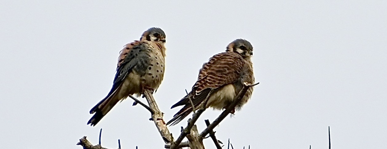 Delta Naturalists Outing to Point Roberts, October 29, 2024