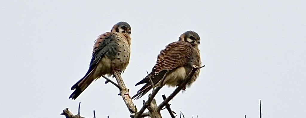 Delta Naturalists Outing to Point Roberts, October 29,&nbsp;2024