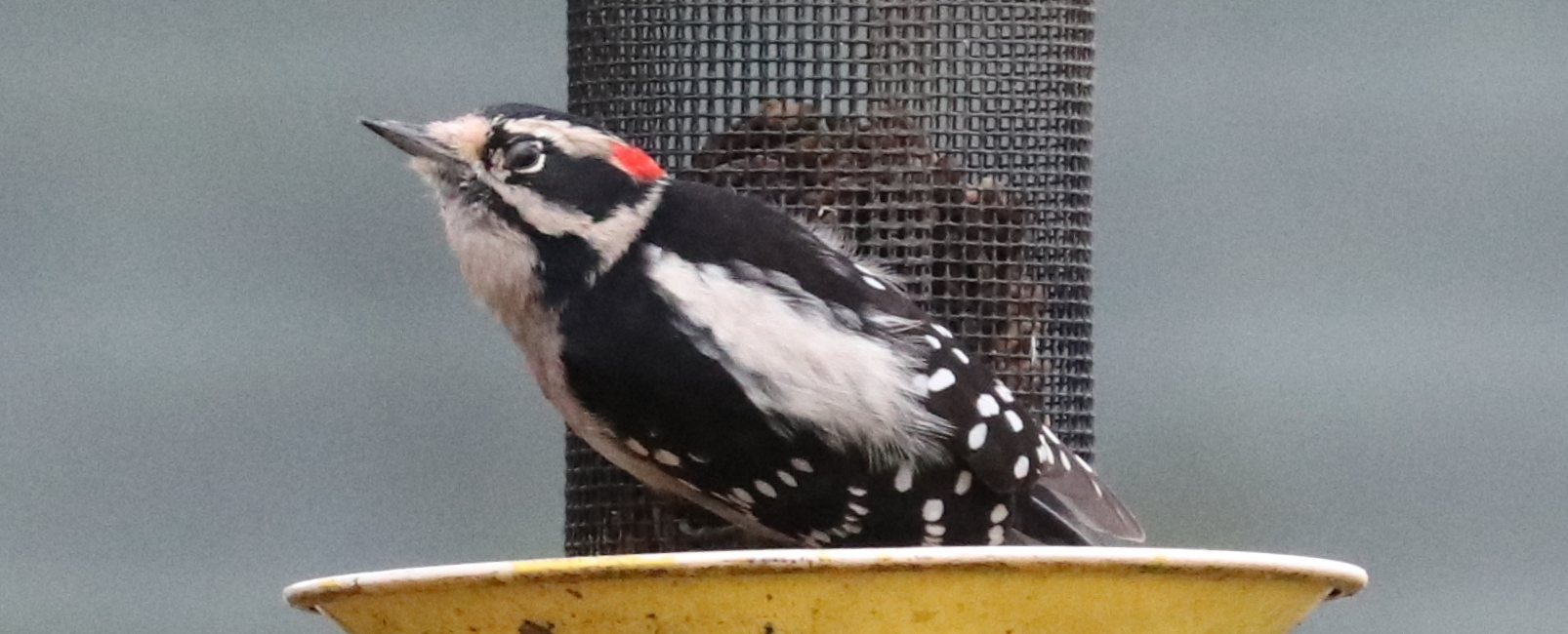 Delta Naturalists Outing to Ladner Harbour Park, November 5, 2024