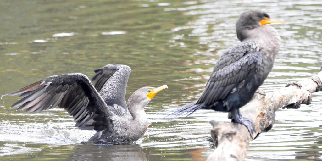 Delta Naturalists Outing to Ladner Harbour Park, November 6,&nbsp;2024