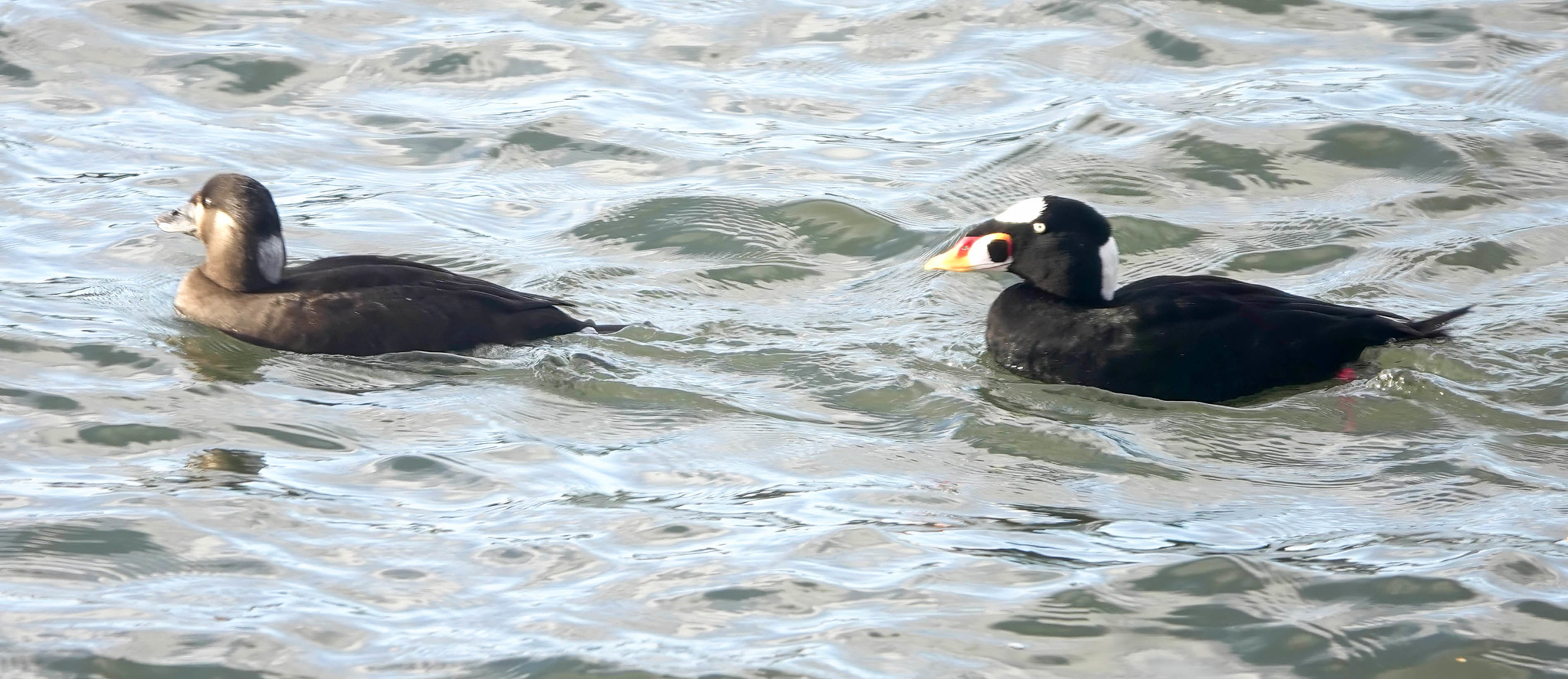 Delta Naturalists Outing to White Rock Pier & Elgin Park, November 13, 2024