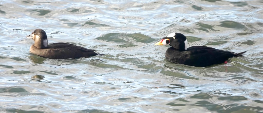 Delta Naturalists Outing to White Rock Pier & Elgin Park, November 13,&nbsp;2024