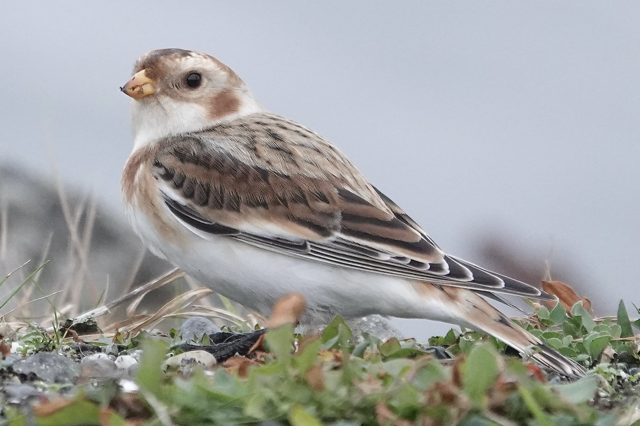 Delta Naturalists Outing to Blaine, November 27, 2024
