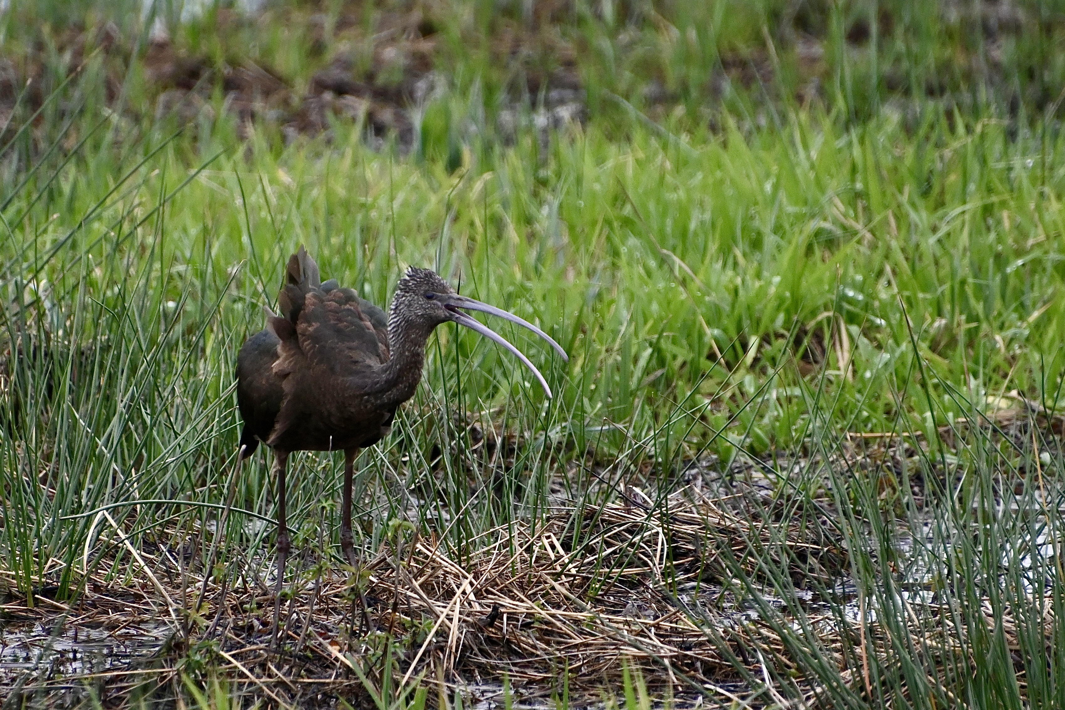 Delta Naturalists Outing to Terra Nova & Garden City Lands, November 19, 2024