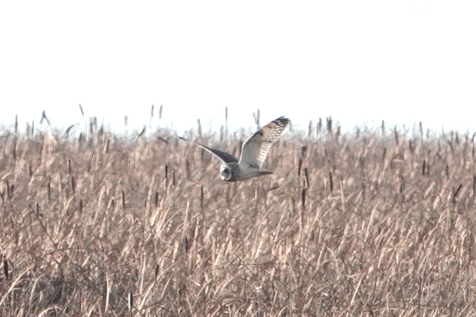 Delta Naturalists Outing to Tsawwassen Ferry Causeway & Reifel, December 3,&nbsp;2024