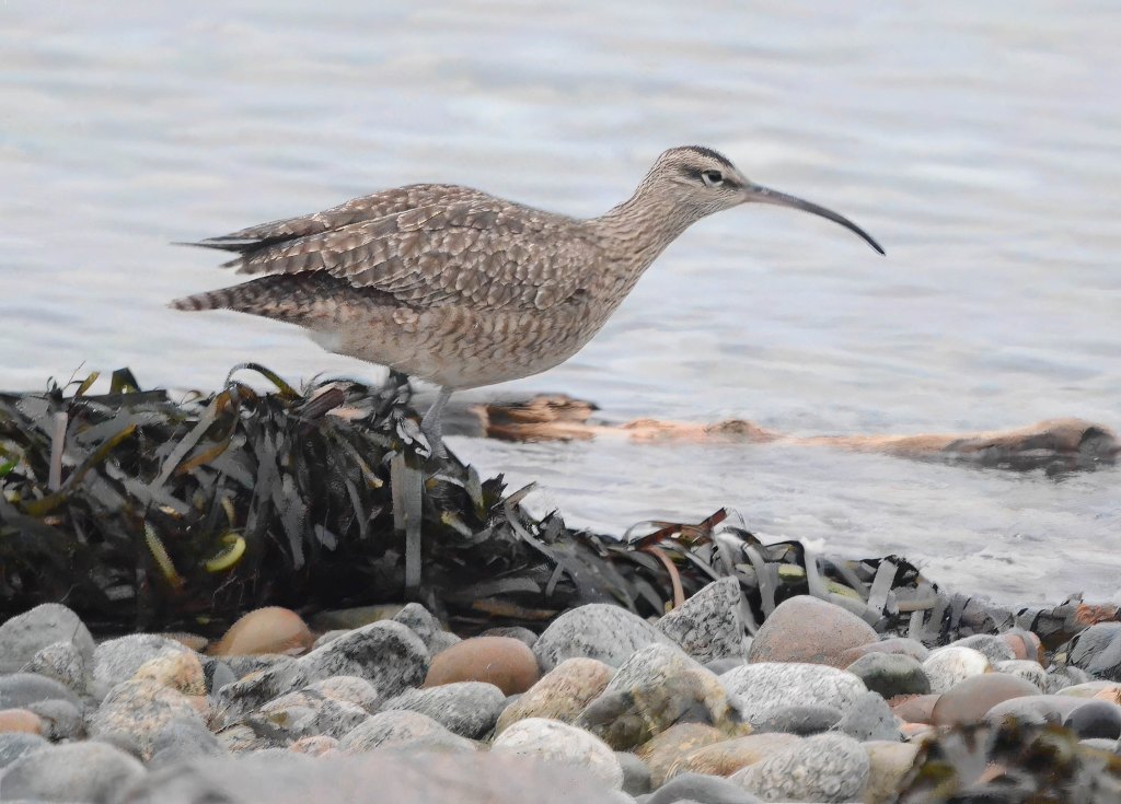 Delta Naturalists Outing to Tsawwassen Ferry Causeway and Reifel, December 4,&nbsp;2024