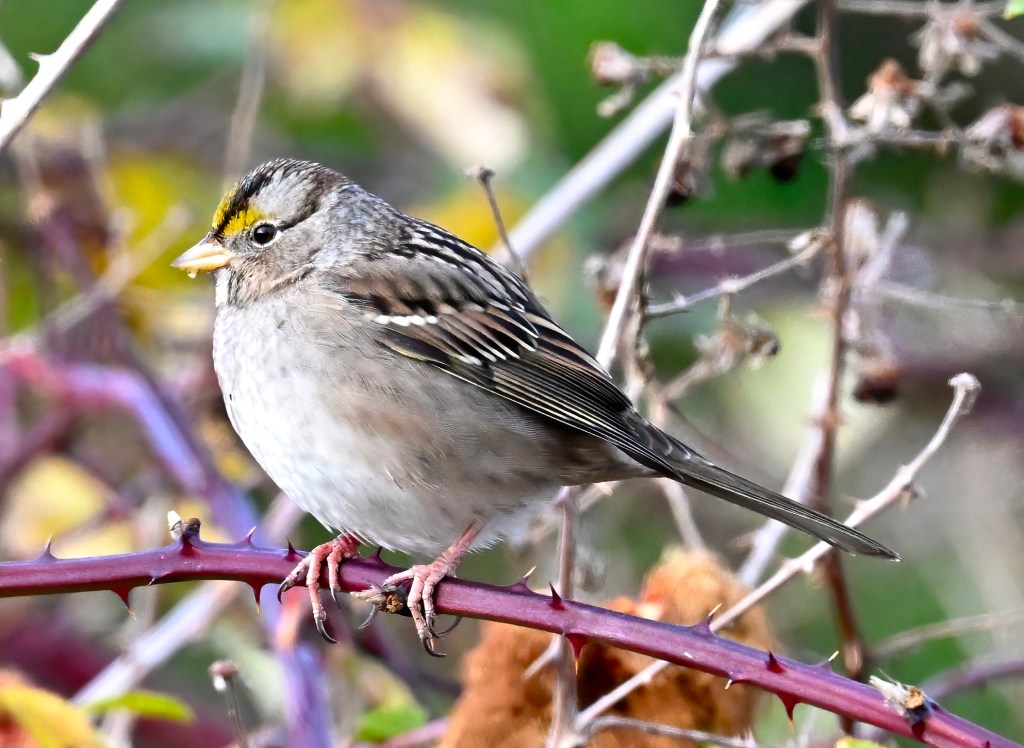 Delta Naturalists Outing to Centennial Beach, December 10,&nbsp;2024