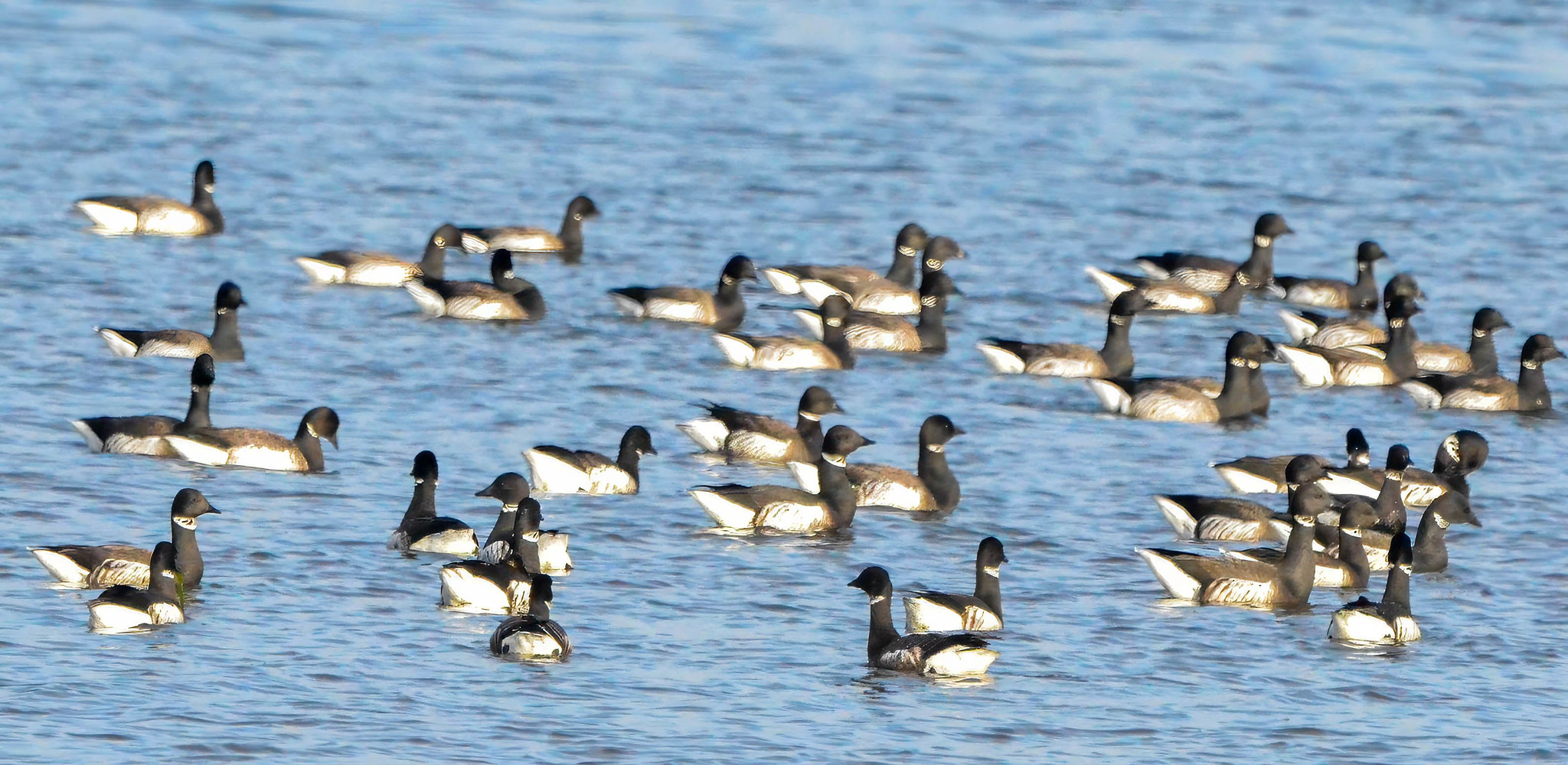 Delta Naturalists Outing to Centennial Beach, December 11, 2024