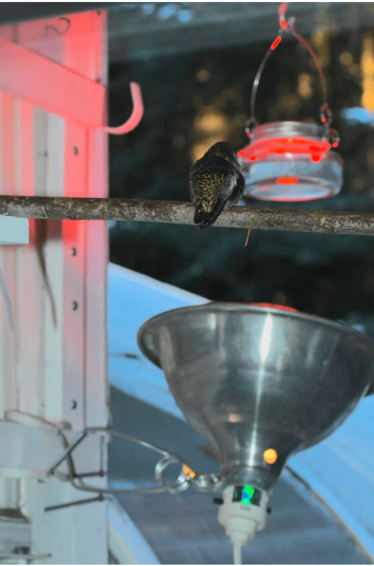 Hummingbird Feeder Heaters – Delta Naturalists Society
