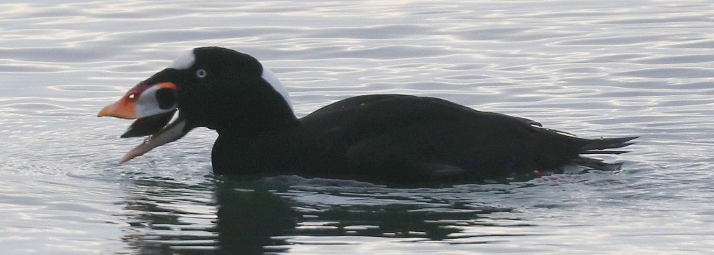 Delta Naturalists Outing to Stanley Park, January 7,&nbsp;2025