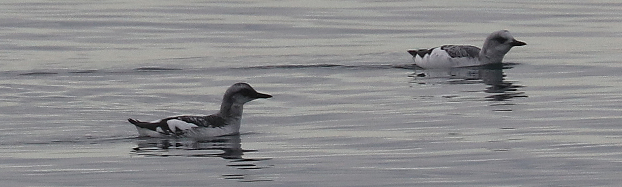 Delta Naturalists Outing to Point Roberts, January 21, 2025