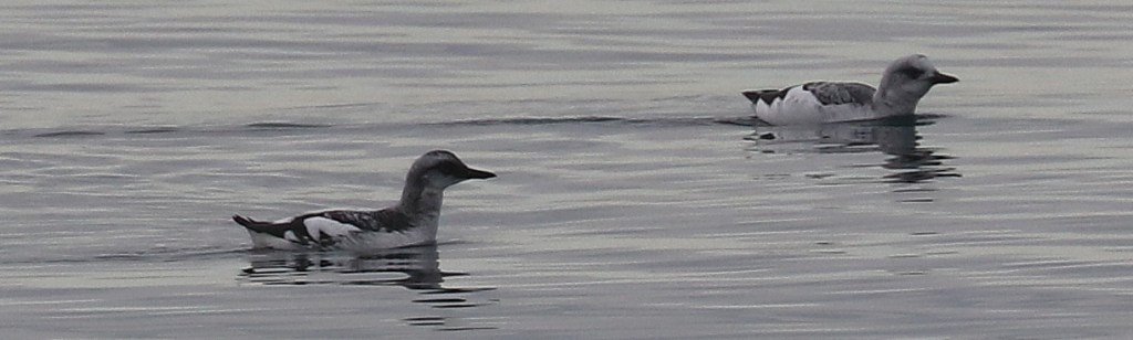Delta Naturalists Outing to Point Roberts, January 21,&nbsp;2025