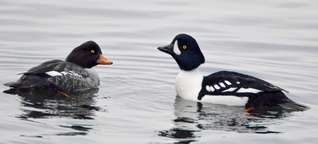 Delta Naturalists Outing to Stanley Park, January 8,&nbsp;2025