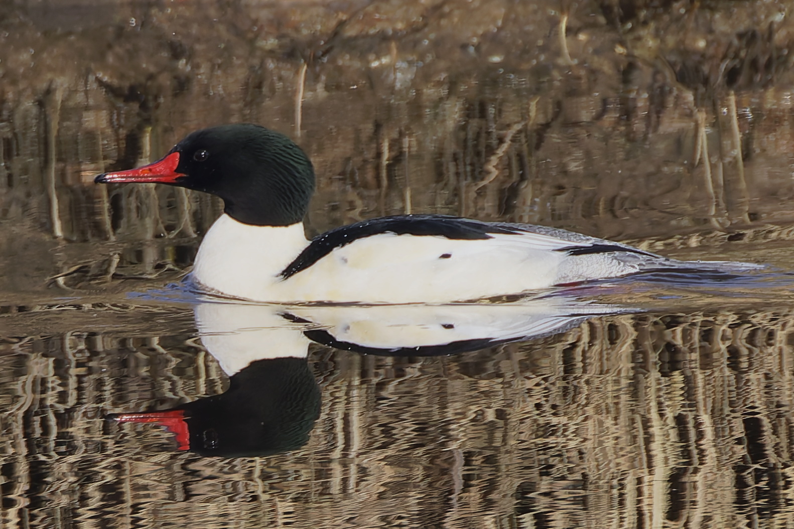 Delta Naturalists Outing to Serpentine Fen, January 14, 2025