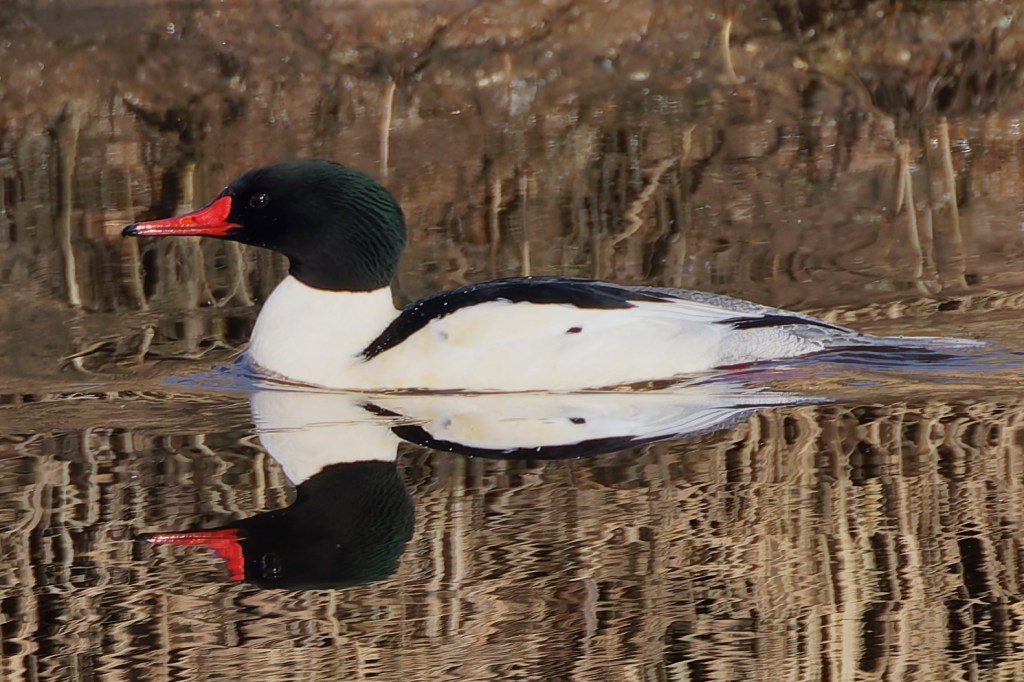 Delta Naturalists Outing to Serpentine Fen, January 14,&nbsp;2025
